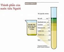 Nước Tiểu Có Tên Hóa Học Là Gì