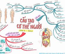 Sinh Học Về Cơ Thể Người