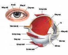 Võng Thị Ở Đâu